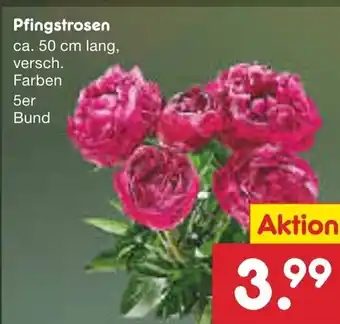 Netto Marken-Discount Pfingstrosen ca. 50 cm lang, Angebot