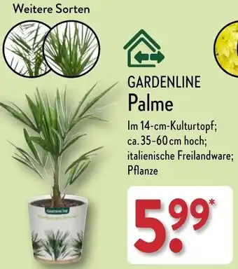 Aldi Nord GARDENLINE Palme Angebot