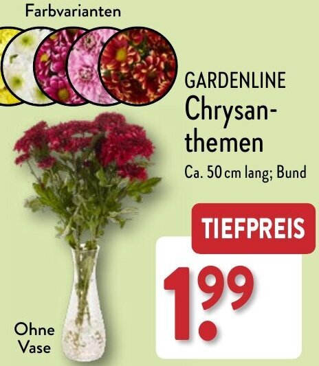 Aldi Nord GARDENLINE Chrysanthemen Angebot