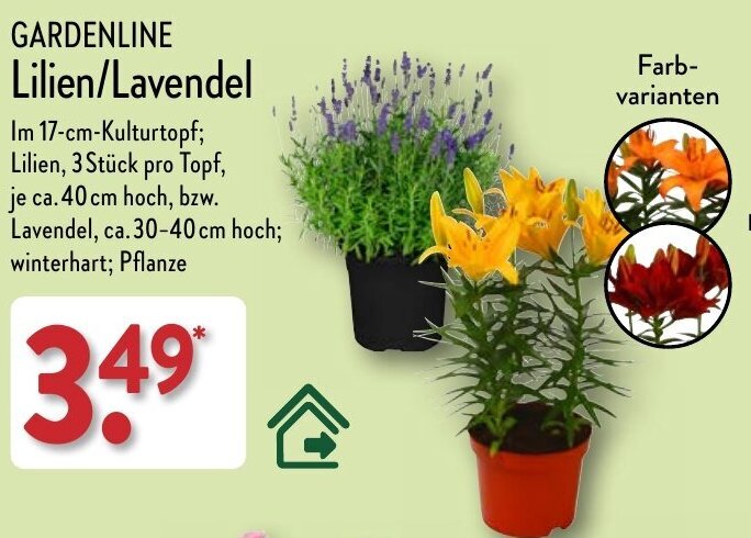 Aldi Nord GARDENLINE Lilien/Lavendel Angebot