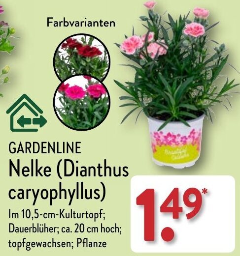 Aldi Nord GARDENLINE Nelke (Dianthus caryophyllus) Angebot