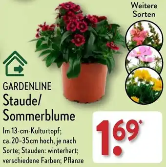 Aldi Nord GARDENLINE Staude/ Sommerblume Angebot