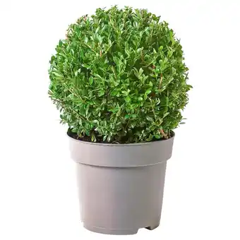 IKEA Ilex pflanze stechpalme Angebot