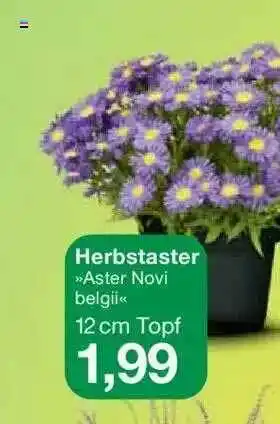 Jawoll Herbstaster »aster Novi Belgii« Angebot