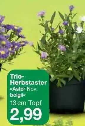 Jawoll Trio-herbstaster »aster Novi Belgii« Angebot