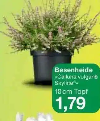 Jawoll Besenheide »calluna Vulgaris Skyline« Angebot