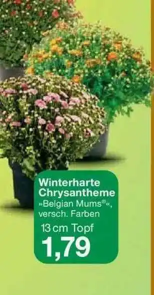 Jawoll Winterharte Chrystantheme »belgian Mums« Angebot