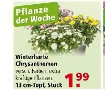 Multi Markt Winterharte Chrysanthemen Angebot