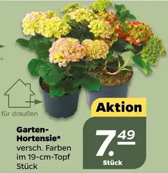 NETTO Garten-Hortensie Angebot