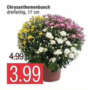 Marktkauf Chrysanthemenbusch Angebot