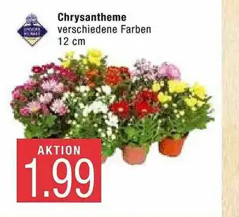 Marktkauf Chrysantheme Angebot