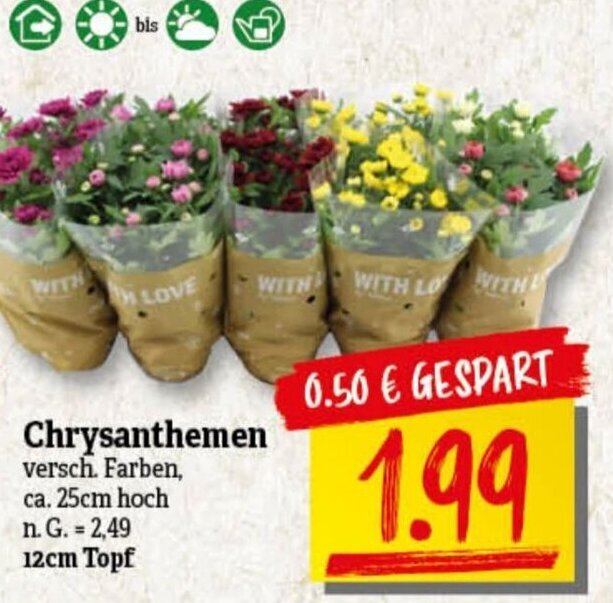 nah & gut Chrysanthemen 12cm Topf Angebot