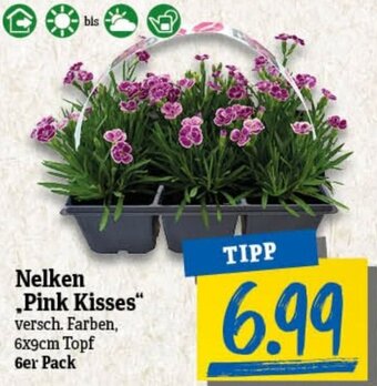 nah & gut Nelken ,Pink Kisses" Angebot