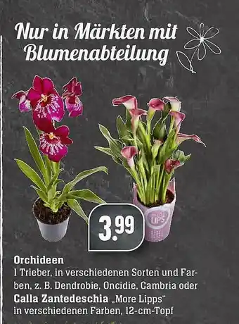 Edeka Orchideen Oder Calla Zantedeschia Angebot