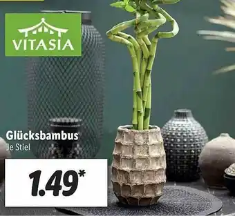 Lidl Glücksbambus Vitasia Angebot