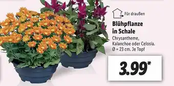 Lidl Blühpflanze In Schale Angebot