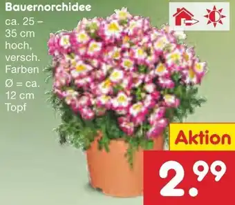 Netto Marken-Discount Bauernorchidee Angebot