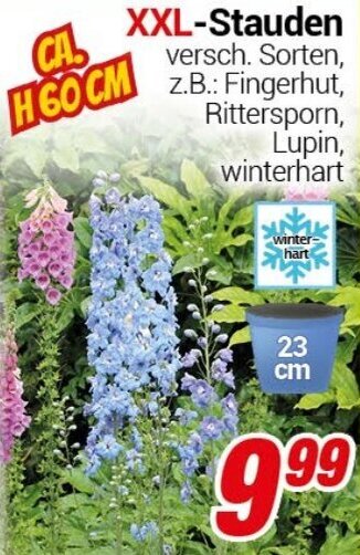 CENTERSHOP XXL-Stauden Angebot