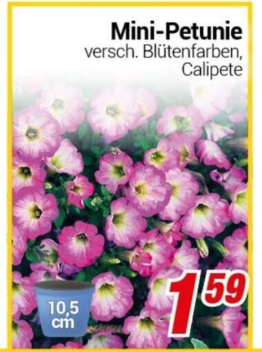 CENTERSHOP Mini-Petunie Angebot