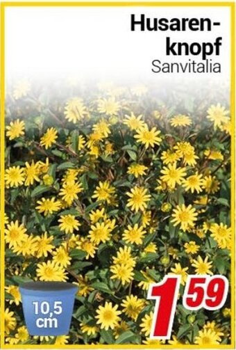 CENTERSHOP Husarenknopf Sanvitalia Angebot