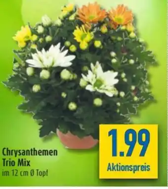 diska Chrysanthemen Trio Mix Angebot