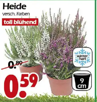 Wreesmann Heide Angebot