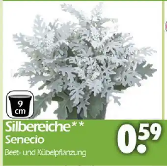 Wreesmann Silbereiche Senecio Angebot