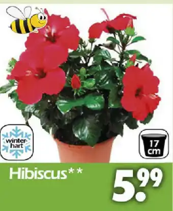 Wreesmann Hibiscus Angebot