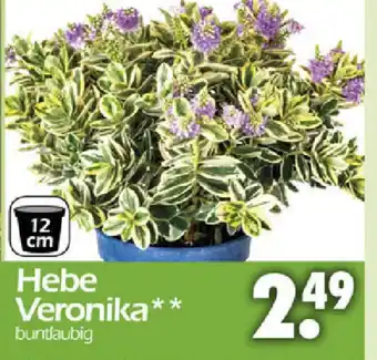 Wreesmann Hebe Veronika Angebot