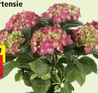 Thomas Philipps Bauernhortensie Angebot