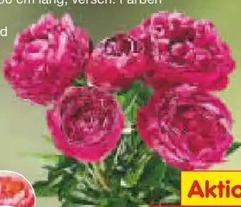 Netto Marken-Discount Pfingstrosen Angebot