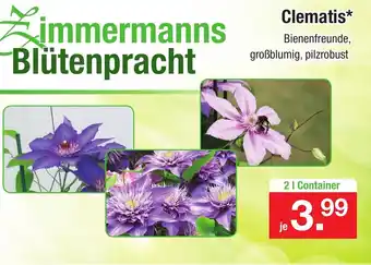 Zimmermann Clematis Angebot