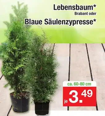 Zimmermann Lebensbaum  Brabant oder Blaue Säulenzypresse Angebot