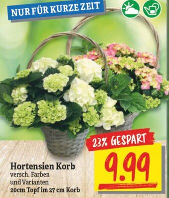 NP Discount Hortensien Korb Angebot