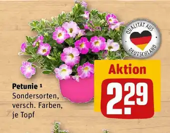 REWE Petunie 1 Sondersorten, versch. Farben, je Topf Angebot