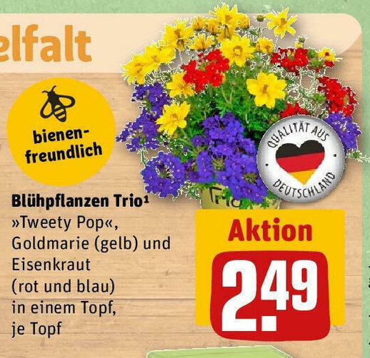 REWE Blühpflanzen Trio¹ >>Tweety Pop<<, Goldmarie (gelb) und Eisenkraut (rot und blau) in einem Topf, je Topf Angebot