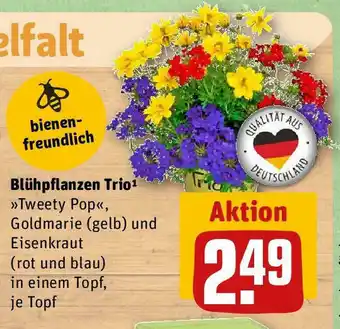 REWE Blühpflanzen Trio¹ >>Tweety Pop<<, Goldmarie (gelb) und Eisenkraut (rot und blau) in einem Topf, je Topf Angebot