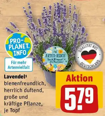 REWE Lavendel¹ Angebot