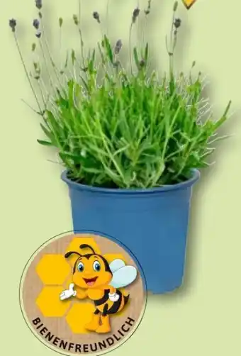 Aldi Nord Lavendel Angebot