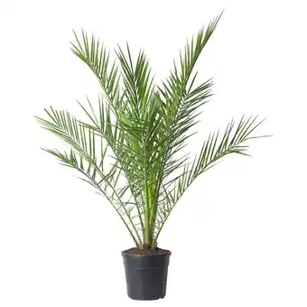 IKEA Phoenix canariensis pflanze kanarische dattelpalme Angebot