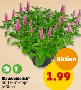 PENNY Blauweiderich Angebot