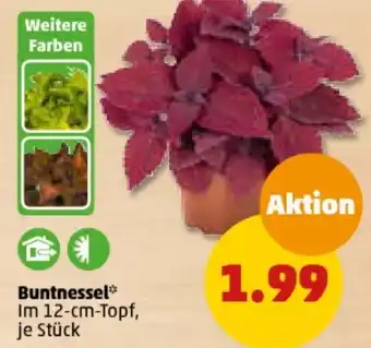 PENNY Buntnessel Angebot