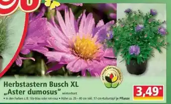 Norma Herbstastern Busch XL „aster Dumosus” Angebot