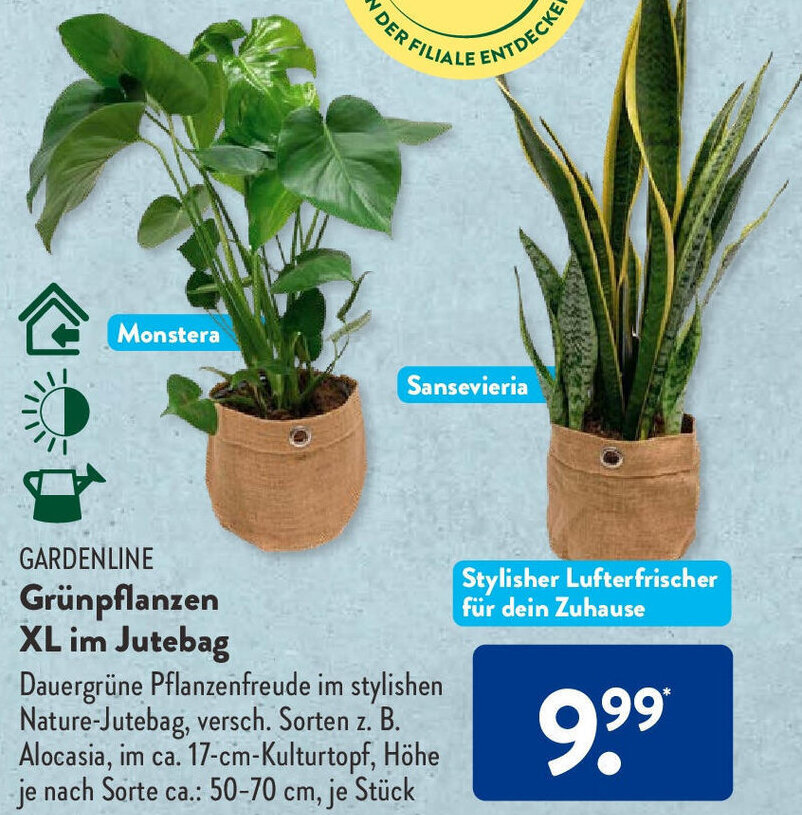 GARDENLINE Grnpflanzen XL im Jutebag Angebot bei Aldi Sd