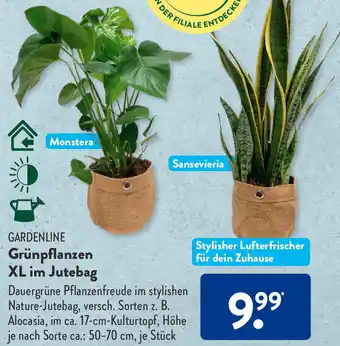 Aldi Süd GARDENLINE Grünpflanzen XL im Jutebag Angebot