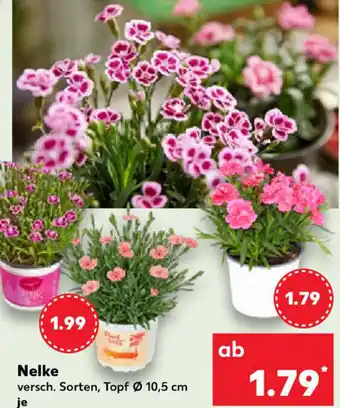 Kaufland Nelke Angebot