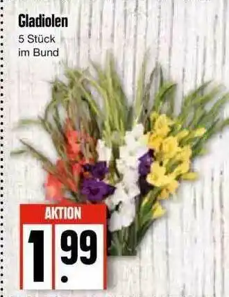 Edeka Gladiolen Angebot