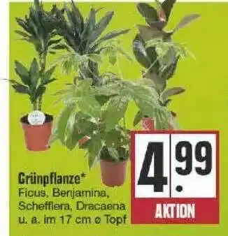 Edeka Grünpflanze Angebot