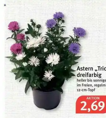 Feneberg Astern Trio Dreifarbig Angebot