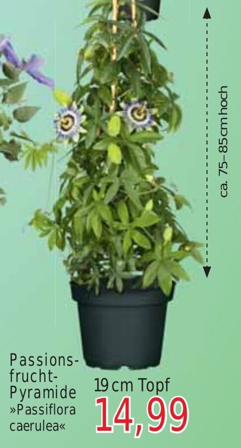Wiglo Wunderland Passionsfrucht-Pyramide 19 cm Topf Angebot